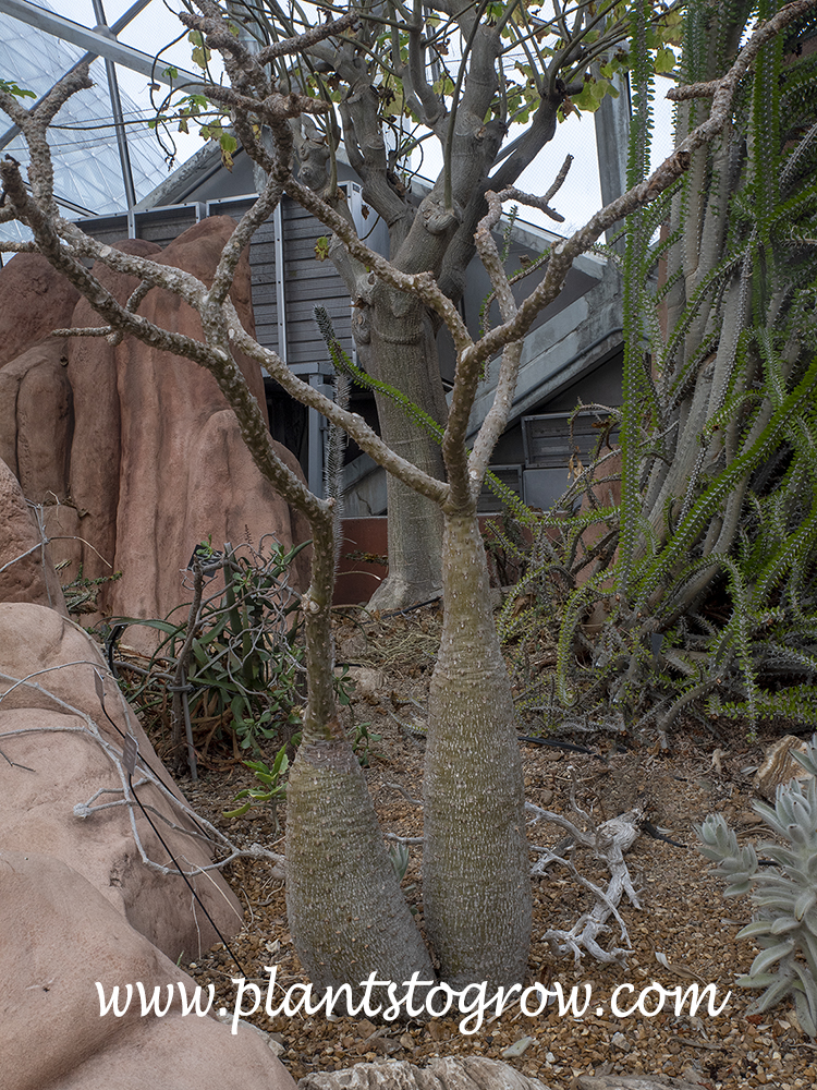 Dwarf Madagascar Palm (Pachypodium)
